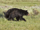 Black Bear