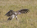 Lappet faced Vulture