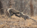 Langur Dispute