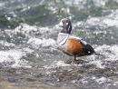 Harlequin Duck