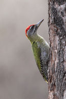Scally-bellied Woodpecker