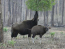 Gaur and Calf