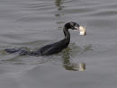 Cormorant