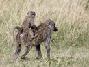 Baboon and Young