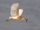 Indian Pond Heron