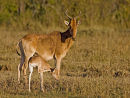 Hartebeest and Calf