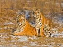 Siberian Tigers