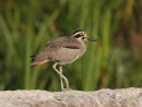 Great Thick-knee
