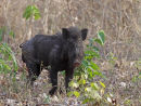 Wild Boar