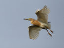 Indian Pond Heron