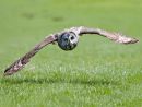 Great Grey Owl