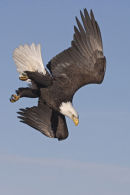 Bald Eagle Dive
