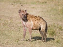 Hyena