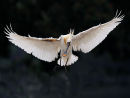 Spoonbill Landing