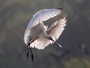 Spoonbill Landing