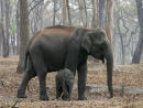 Forest Elephants