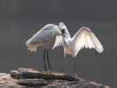 Egret feeding young