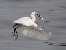 Little Egret