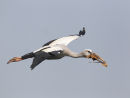 Open billed Stork