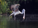 Spot billed Pelican Drinking