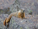 Yellow bellied Marmot