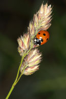 Bugs of Cranham Marsh