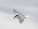 Arctic Tern