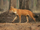 Dhole