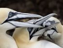 Gannets Fighting