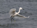 Little Egret