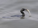 Cormorant