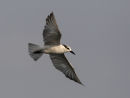 Whiskered Tern