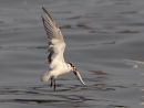 Whiskered Tern