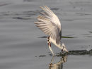 Whiskered Tern