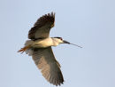Black crowned night Heron