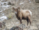 Big Horn Sheep