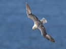 Fulmar