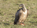 Vulture Feeding
