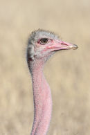 Ostrich