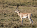 Thonpsons Gazelle