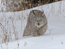 American Lynx