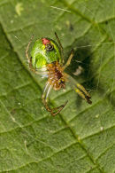 Araniella cucurbitina