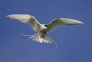 Arctic Tern
