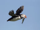 Puffin
