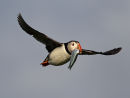 Puffin