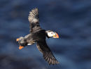 Puffin