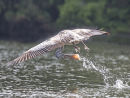 Spot billed Pelican Drinking