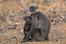 Langurs