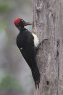 White bellied Woodpecker