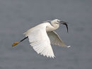 Little Egret